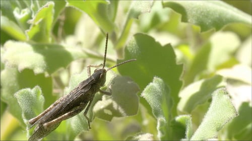 Close Up of Brown Grasshopper on Green Plant