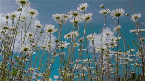 Daisies Swaying on a Beautiful Sunny Day