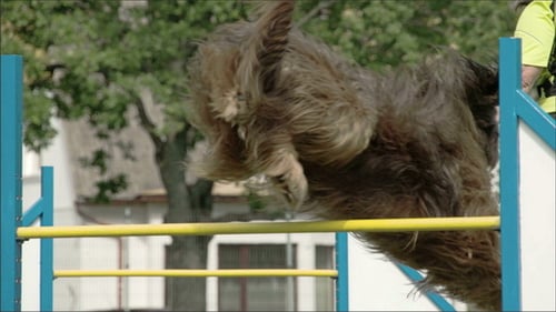 Energetic Dog Jumps Over Agility Course Hurdle