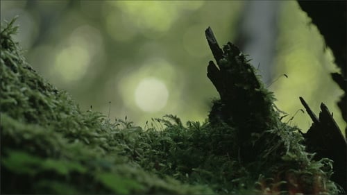 Green Grass and Moss on the Trunk of a Tree