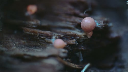 Un limo de Groenings que crece dentro del tronco del árbol