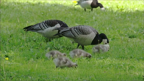 Canada Geese Family Foraging in Grassy Field