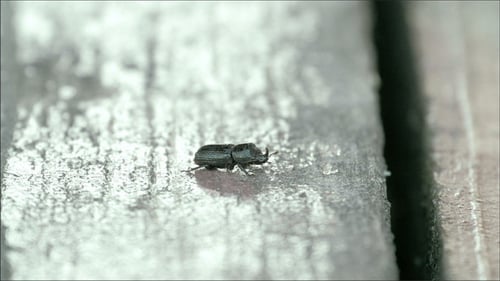 Ein schwarzer Käfer krabbelt an der Mauer