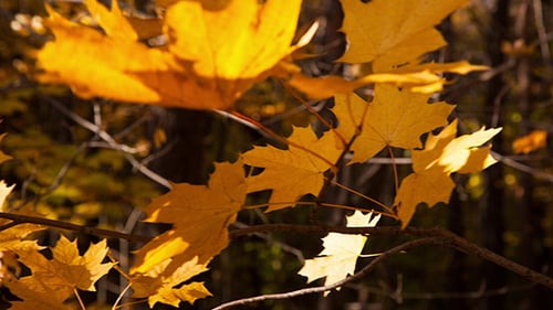 Hojas de otoño