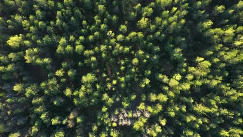 Top view on the Forest