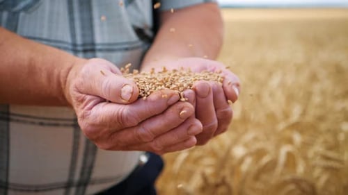Mature Adult Holding Grains in Golden Wheat Field