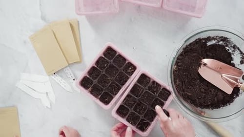 Flat lay. Planting seeds in seed propagator with soil.