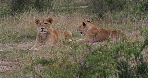 951988 Afrikanischer Löwe, Panthera Leo, Junge in Savannah, Nairobi Park in Kenia, Echtzeit 4K
