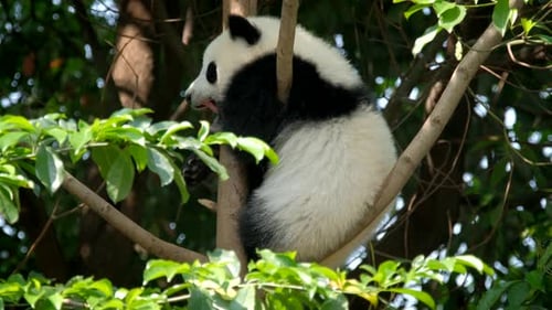 Fluffy Panda Resting Comfortably in Tree Branches