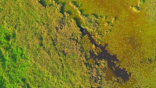 Aerial view from a drone over green and yellow plants in a large wetland
