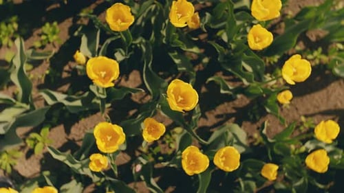 Many Yellow Tulips on the Field