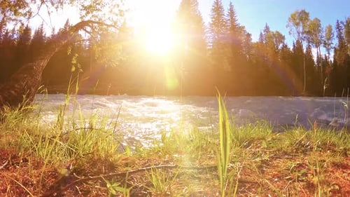 Meadow at Mountain River Bank