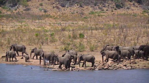 Afrikanischer Busch-Elefant im Krüger-Nationalpark, Südafrika