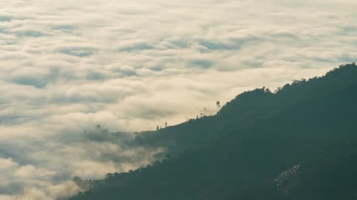 Fog Forest At Mountain