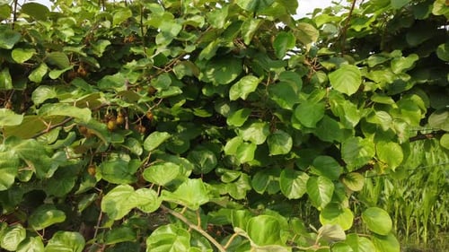 Kiwi Fruit Plant Agriculture Field
