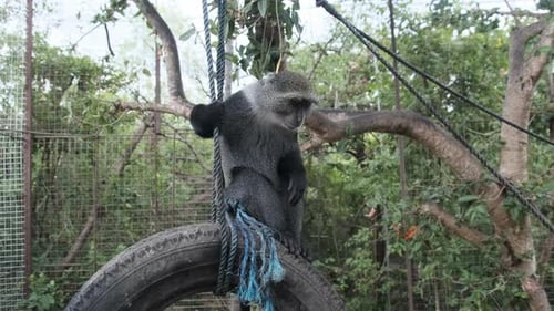 The Big Black Monkey Sitting on a Suspended Tires Inside Zoo Cage Zanzibar