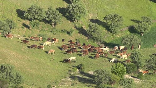 Herd of Cows Grazing in Green Fresh Grassy Meadow