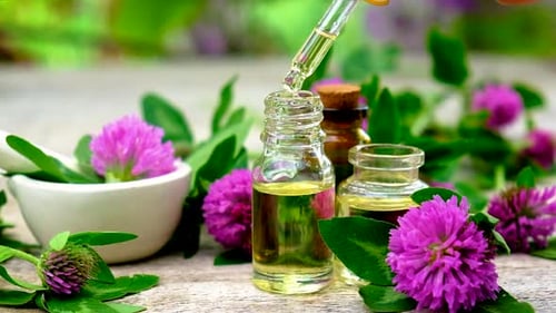 Extracting Essential Oil from Clover Flowers in Bottles