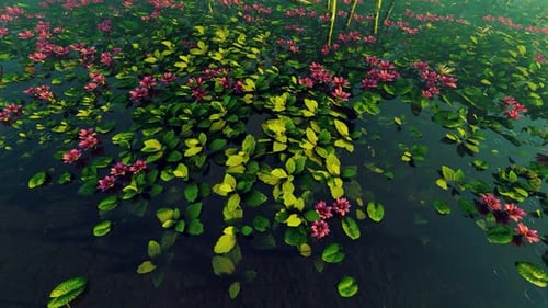 Artistic Animated Water Lilies and Foliage in a Calm Pond