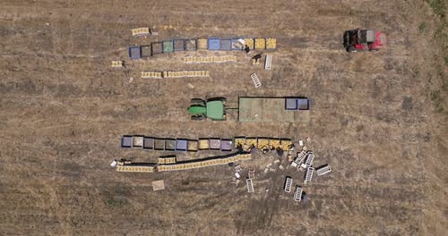 Aerial View of Melon Harvest with Workers