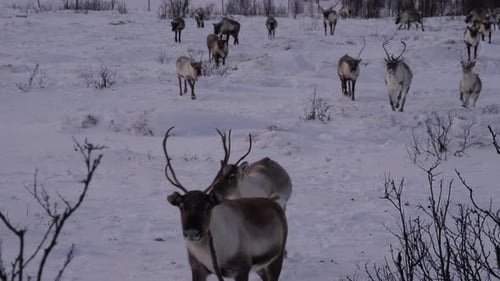 Herd of reindeers running towards the camera, Tromso, Norway, Arctic