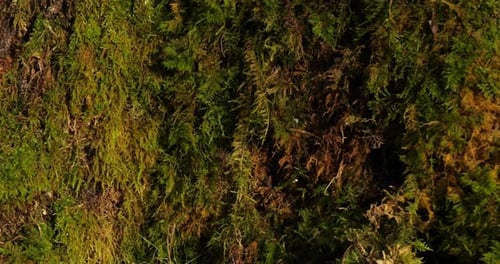 Bark of oaks covered by green mosses and lichens