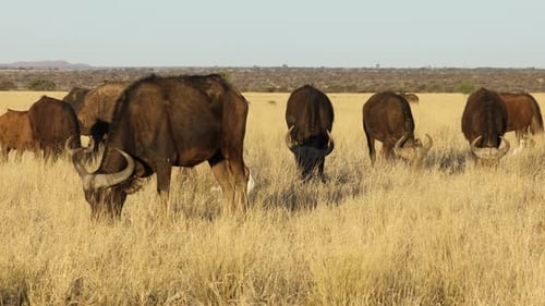 Cape Buffalo Grazing in African Grassland