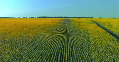 Hubschrauber fliegt über Felder mit Sonnenblumen — eine reiche ländliche Ernte