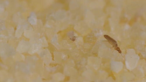 Petits coléoptères en semoule. Images macro avec des insectes dans de la nourriture.