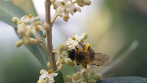 Bienenblume Zeitlupe