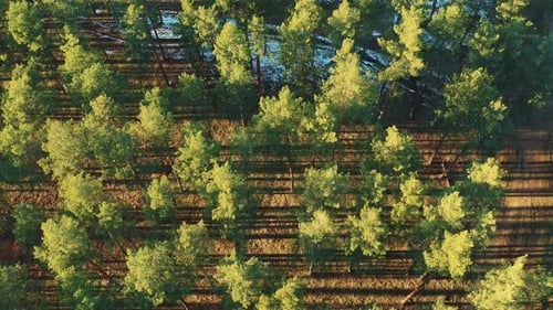 Aerial View Of Green Pine Coniferous Forest In Landscape During Sunset In Spring
