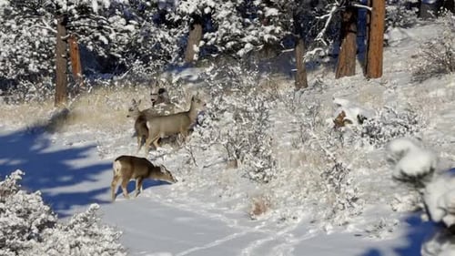 Herd of Mule Deer doesing along a snow covered hillside during the winter of Colorado