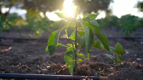 Young Plants Growing in Field at Sunset