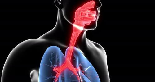 3D Animation of Human Respiratory System Airway Movement