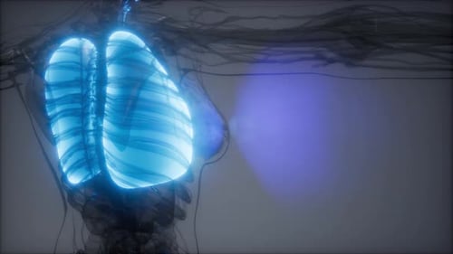 3D Animation of Human Lungs Breathing for Medical Scan