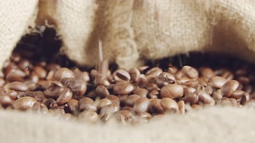 Coffee Beans Poured into Burlap Sack