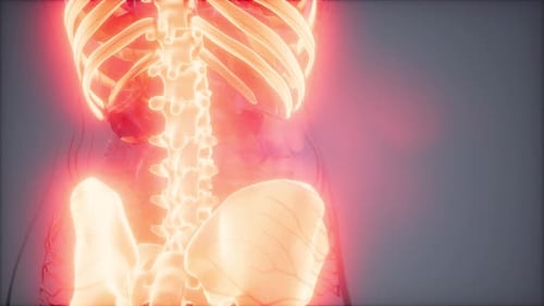 Glowing Human Skeleton Torso Medical Scan 3D Animation
