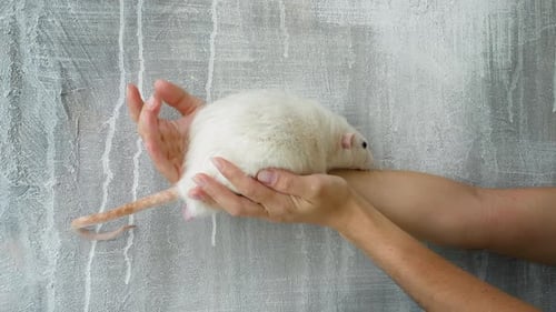 Hands Gently Holding White Rat Pet Indoors