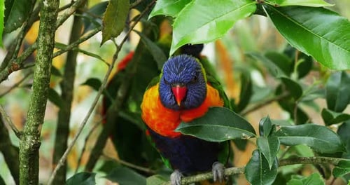 Regenbogen-Lorikeet, Trichoglossus haematodus moluccanus, Erwachsener stehend auf Ast, Echtzeit 4K
