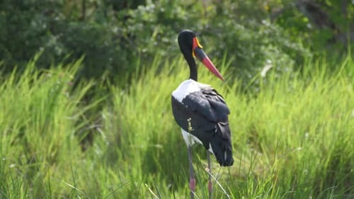 Saddle-billed stork walking away