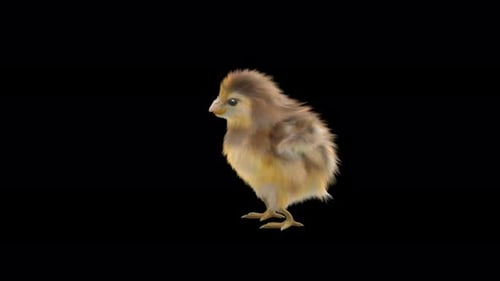 Realistic 3D Animated Chick Walking with Alpha Channel