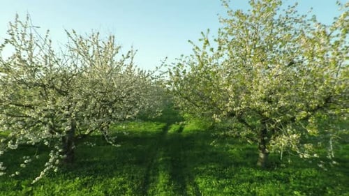 Luftaufnahme von Blooming Cherry Garden 25
