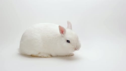 Fluffy White Rabbit Sitting Against a White Background