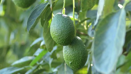 Fresh Green Avocados Growing on a Tree