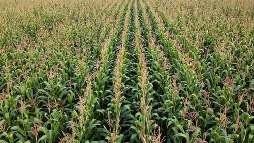 Drohne fliegt über ein Maisfeld Grüne Landwirtschaft