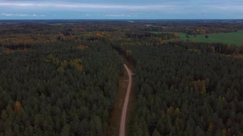 Route de campagne en gravier dans une forêt de pins verts qui pousse des deux côtés. Vue aérienne du drone 4K