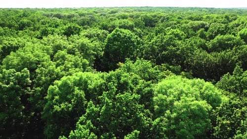 Vue aérienne de la forêt en été