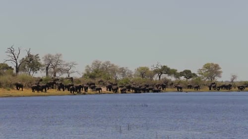African elephant Africa safari wildlife and wilderness