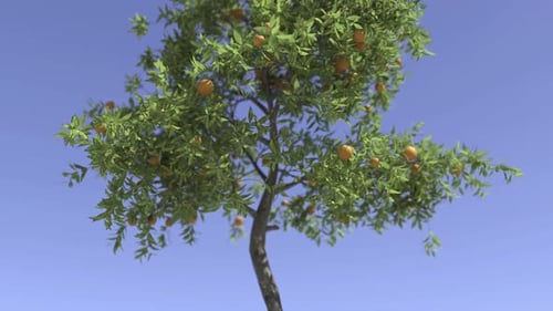 Nahaufnahme von Orangenbaum