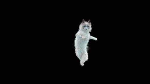 Katze tanzt HD
